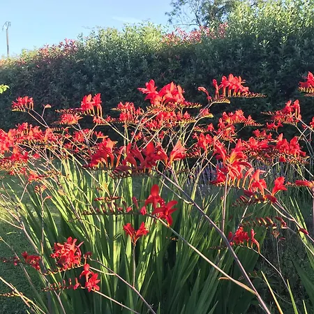 Le Des Pins - La Forge De Clermont (Landes)