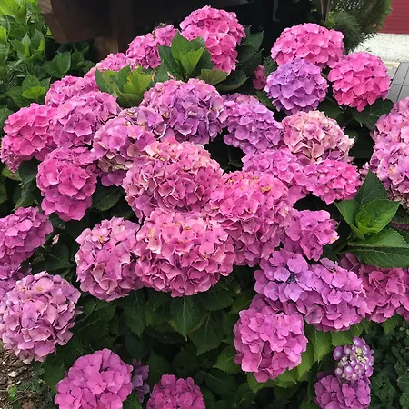 Le Des Pins - La Forge De Chalet